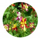 DwarfGiantFarm 200Pcs A Set Aquilegia oxysepala f. pallidiflora Seed  Prodgf