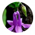 DwarfGiantFarm 200Pcs A Set Aquilegia oxysepala Trautv et C A Mey Seed  Prodgf