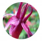 DwarfGiantFarm 200Pcs A Set Aquilegia rockii Munz Seed Prodgf