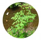 DwarfGiantFarm 200Pcs A Set Aralia elata seem Seed Prodgf
