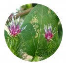 DwarfGiantFarm 200Pcs A Set Arctium lappal Seed Prodgf