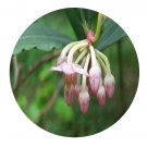 DwarfGiantFarm 200Pcs A Set Ardisia crassinervosa Seed  Prodgf