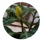 DwarfGiantFarm 200Pcs A Set Aphelandra squarrosa Seed Prodgf