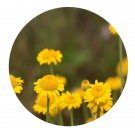 DwarfGiantFarm 200Pcs A Set Anthemis tinctoria Seed  Prodgf