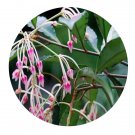 DwarfGiantFarm 200Pcs A Set Ardisia hanceana Mez Seed   Prodgf