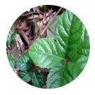DwarfGiantFarm 200Pcs A Set Ardisia pusilla A. DC. Seed   Prodgf