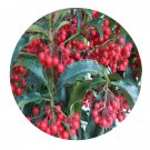 DwarfGiantFarm 200Pcs A Set Ardisia quinquegona Seed    Prodgf