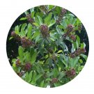 DwarfGiantFarm 200Pcs A Set Ardisia squamulosa Presl Seed   Prodgf
