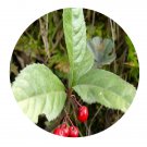 DwarfGiantFarm 200Pcs A Set Ardisia japonica Seed   Prodgf