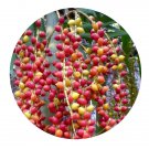 DwarfGiantFarm 200Pcs A Set Areca triandra Seed Prodgf