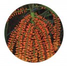 DwarfGiantFarm 200Pcs A Set Arenga engleri Becc Seed Prodgf
