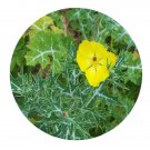 DwarfGiantFarm 200Pcs A Set Argemone mexicana Seed  Prodgf