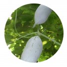 DwarfGiantFarm 200Pcs A Set Capparis spinosa Seed  Prodgf