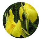 DwarfGiantFarm 200Pcs A Set Cannaceae indica var. flava Seed   Prodgf