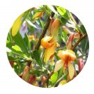 DwarfGiantFarm 200Pcs A Set Caragana sinica Seed   Prodgf