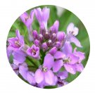 DwarfGiantFarm 200Pcs A Set Cardamine tangutorum O.E.Schulz Seed    Prodgf