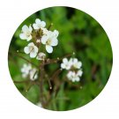 DwarfGiantFarm 200Pcs A Set Cardamine leucantha Seed    Prodgf