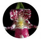 DwarfGiantFarm 200Pcs A Set Cypripedium japonicum Thunb. Seed    Prodgf