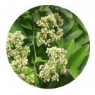 DwarfGiantFarm 200Pcs A Set Dalbergia odorifera Seed     Prodgf