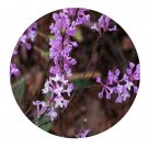 DwarfGiantFarm 200Pcs A Set Daphne genkwa Seed     Prodgf
