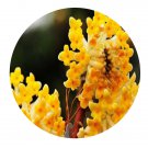 DwarfGiantFarm 200Pcs A Set Daphne odora Thunb Seed    Prodgf
