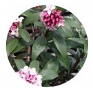 DwarfGiantFarm 200Pcs A Set Daphne koreanum Nakai Seed    Prodgf