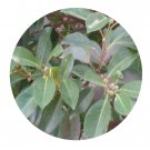 DwarfGiantFarm 200Pcs A Set Ficus concinna Miq. Seed Prodgf