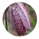 DwarfGiantFarm 200Pcs A Set Fritillaria monantha Migo Seed  Prodgf