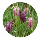 DwarfGiantFarm 200Pcs A Set Fritillaria ussuriensis Maxim. Seed  Prodgf