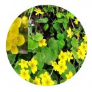 DwarfGiantFarm 200Pcs A Set Membranaceous Marshmarigold Seed   Prodgf