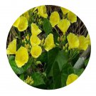 DwarfGiantFarm 200Pcs A Set Merremiaboisiana Seed    Prodgf