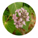 DwarfGiantFarm 200Pcs A Set Metaplexis japonica Seed    Prodgf