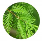 DwarfGiantFarm 200Pcs A Set Metasequoia glyptostroboides Seed   Prodgf