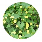 DwarfGiantFarm 200Pcs A Set Merremia hederacea Seed   Prodgf