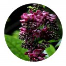 DwarfGiantFarm 200Pcs A Set Millettia dielsiana Harms Seed Prodgf