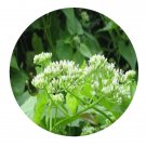 DwarfGiantFarm 200Pcs A Set Mikania micrantha Seed Prodgf