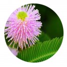 DwarfGiantFarm 200Pcs A Set Mimosa pigra Linn Seed Prodgf