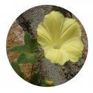 DwarfGiantFarm 200Pcs A Set Merremia vitifolia Hall. f. Seed Prodgf