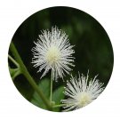 DwarfGiantFarm 200Pcs A Set Mimosa sepiaria Benth. Seed Prodgf