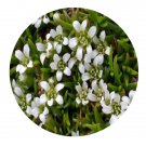 DwarfGiantFarm 200Pcs A Set Minuartia macrocarpa Seed Prodgf