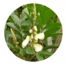DwarfGiantFarm 200Pcs A Set Millettia specisoa Champ Seed Prodgf