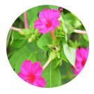 DwarfGiantFarm 200Pcs A Set Mirabilis jalapa L. Seed Prodgf