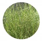 DwarfGiantFarm 200Pcs A Set Miscanthus sinensis Andress Seed Prodgf