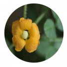 DwarfGiantFarm 200Pcs A Set MomordicaLinn Seed  Prodgf