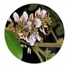 DwarfGiantFarm 200Pcs A Set Millettia pachyloba Drake Seed  Prodgf