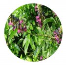 DwarfGiantFarm 200Pcs A Set Millettia reticuiata Benth Seed  Prodgf
