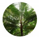DwarfGiantFarm 200Pcs A Set Neodypis leptochilos Seed   Prodgf
