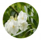DwarfGiantFarm 200Pcs A Set Nerium indicum Mill. cv. Paihua Seed  Prodgf