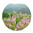 DwarfGiantFarm 200Pcs A Set Physostegia virginiana Seed  Prodgf