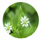 DwarfGiantFarm 200Pcs A Set Malachium aquaticum Seed  Prodgf